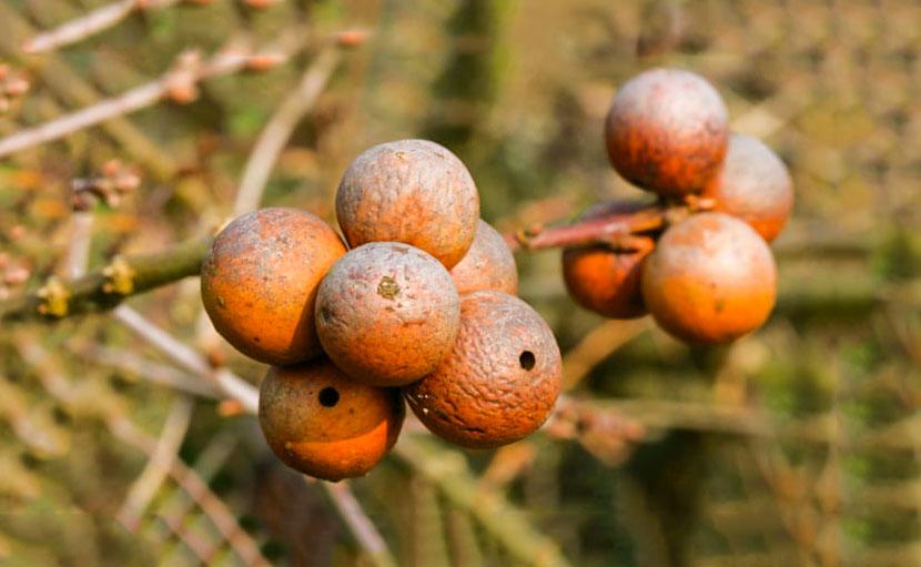 মাজুফল | বিস্ময় নাকি এক ভয়ানক প্রতারণা?