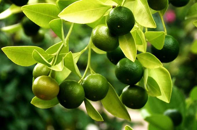 লেবুর কিছু অসাধারণ ব্যবহার  